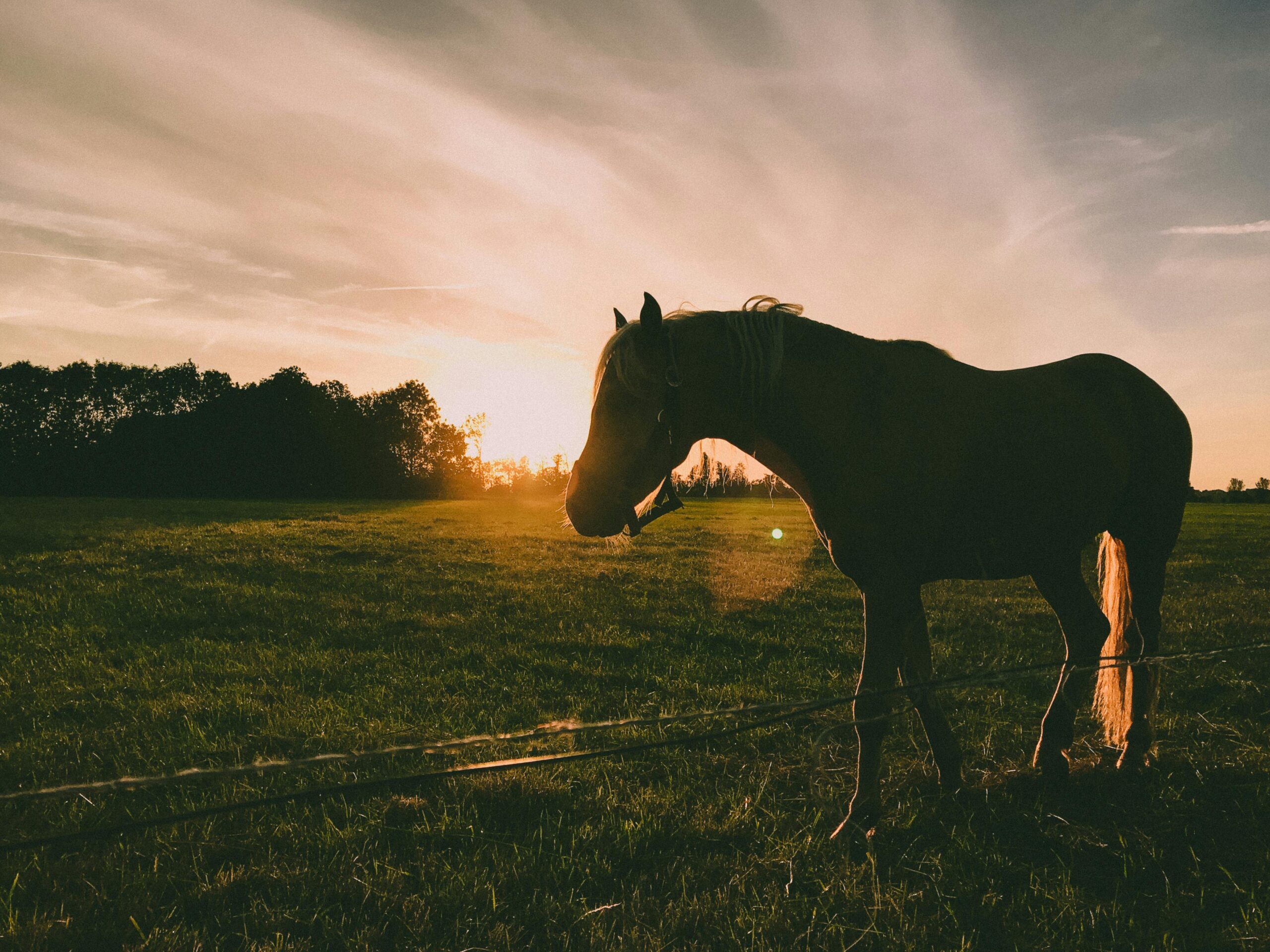 Hulpdiensten bij paardenongeluk A2 Culemborg na losgebroken paarden die de snelweg op renden.