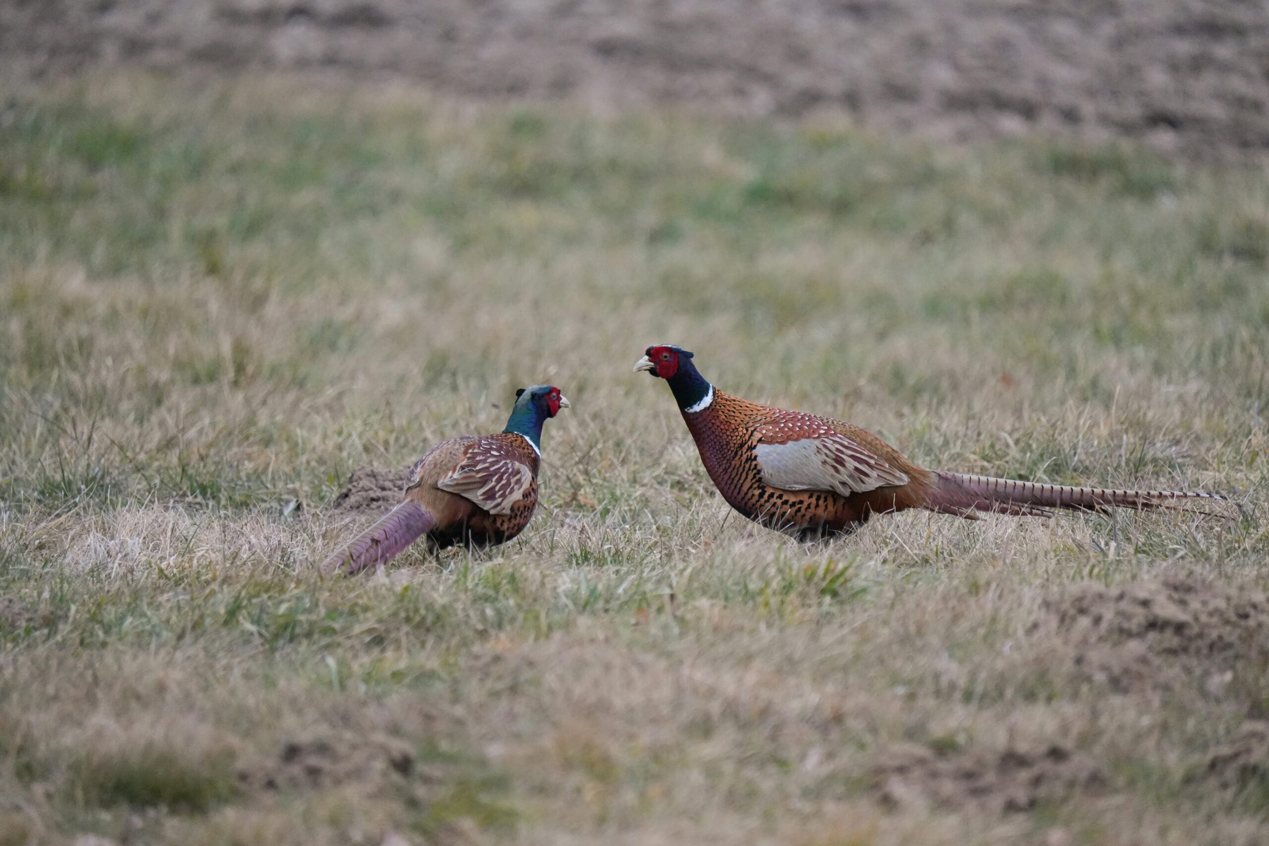 Twee fazanten bij een erf in de Achterhoek tijdens NVWA-onderzoek naar vogelgriep.