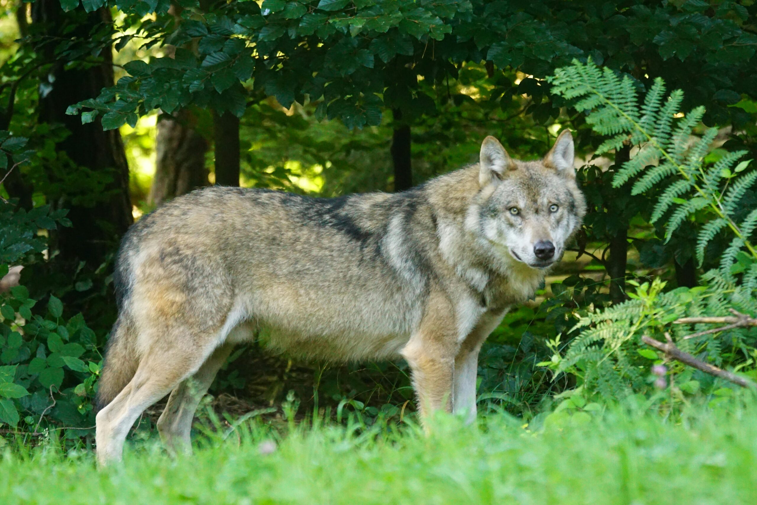 Wolf in Nederland gevolgd met gps-zender terwijl hij door verschillende provincies trekt en rivieren en snelwegen oversteekt.